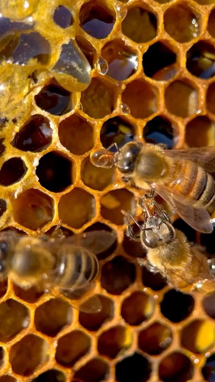 Abejas trabajando sobre un panal con miel